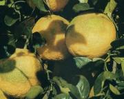 Citrus wilsonii